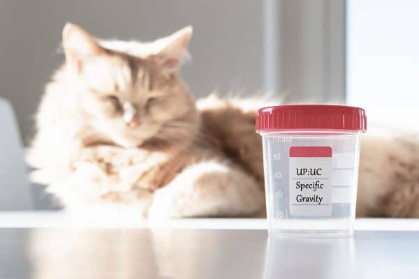 Insufficienza renale gatto