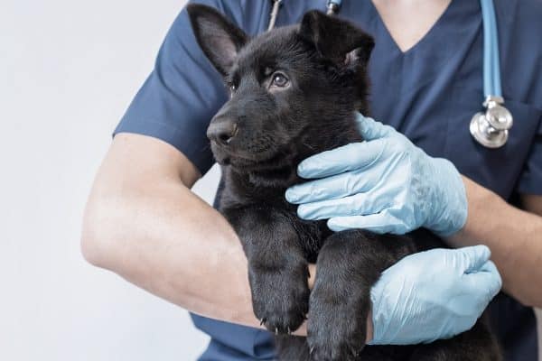 Salute Cuore del Cane