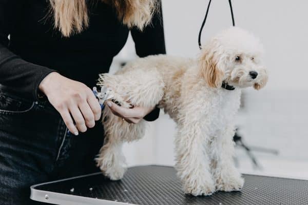 tagliare unghie a cane e gatto