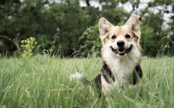 Forasacchi pericolosi per i cani