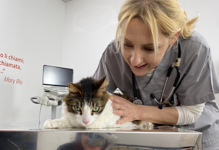 Atassia nel gatto: parla la Dr.ssa Gabriella Berini, Ca'Zampa Brugherio