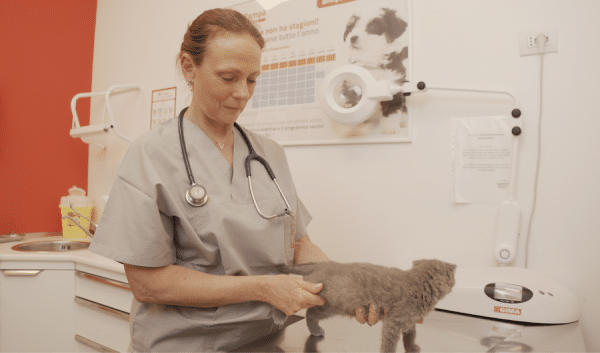 Come capire quando il gatto no sta bene