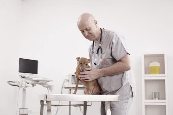 Veterinario cura cane stress