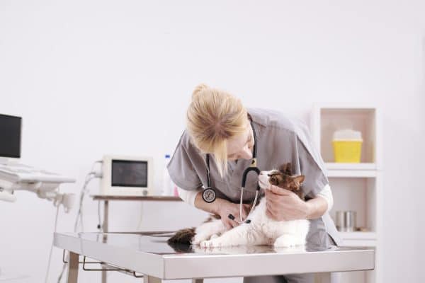 Igiene gatto, visita veterinaria