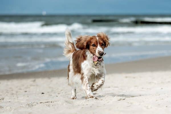 toelettatura cane mare