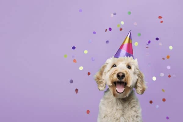 giornata internazionale cane