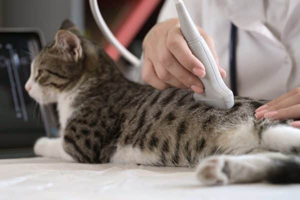 prevenzione renale gatti