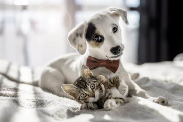 vitamina d cani gatti