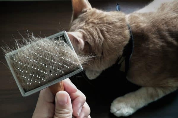 forfora cane e gatto