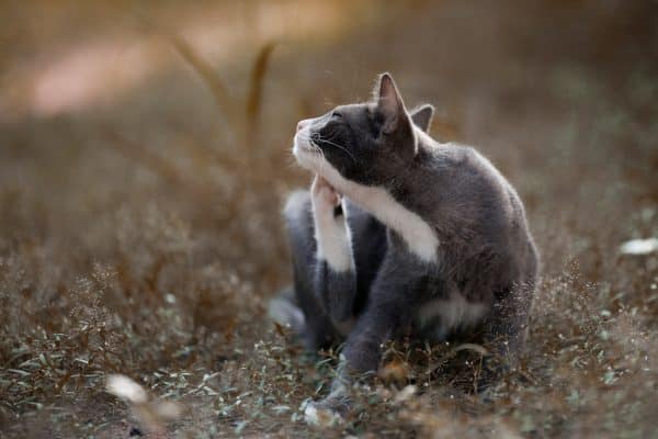 malattie estive gatto