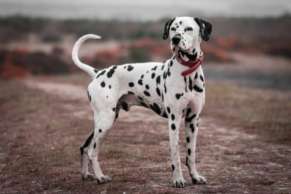 dalmata cosa sapere