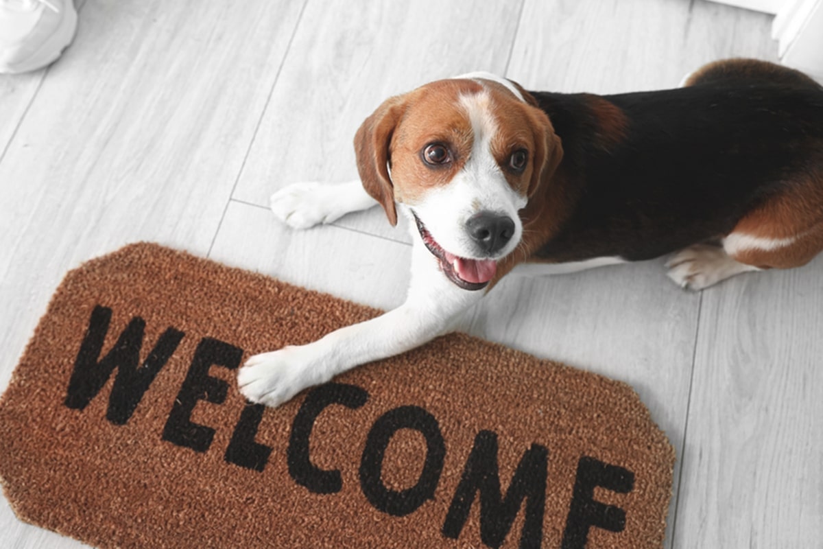 veterinaria genetica