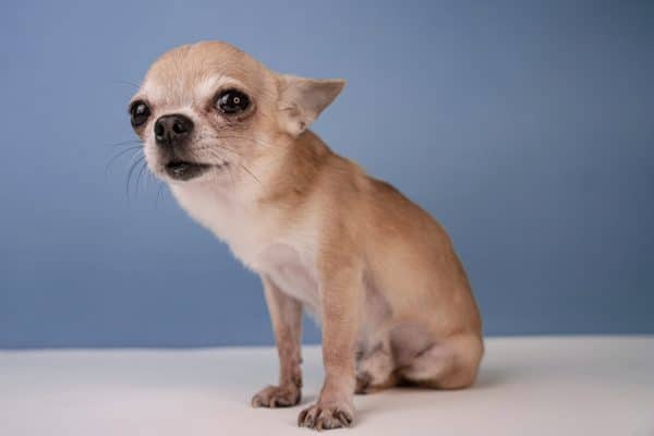 lacrimazione eccessiva cani