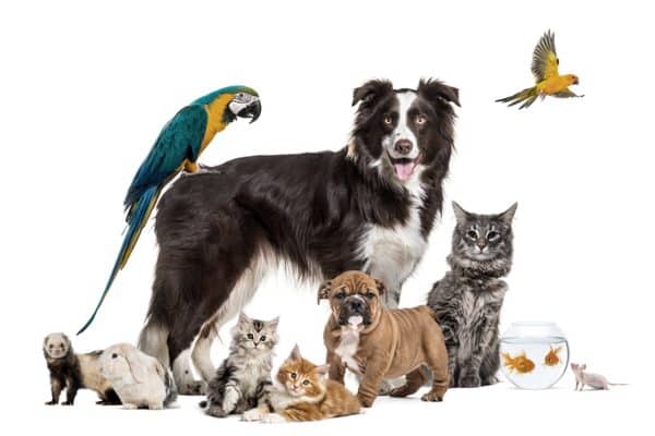 Treviglio Pet & Co Expo