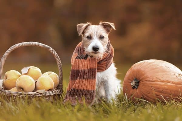 alimentazione cane autunno