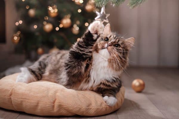 stress natale gatti