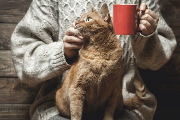 alimentazione gatto inverno