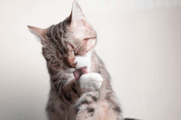 gatto si lecca troppo