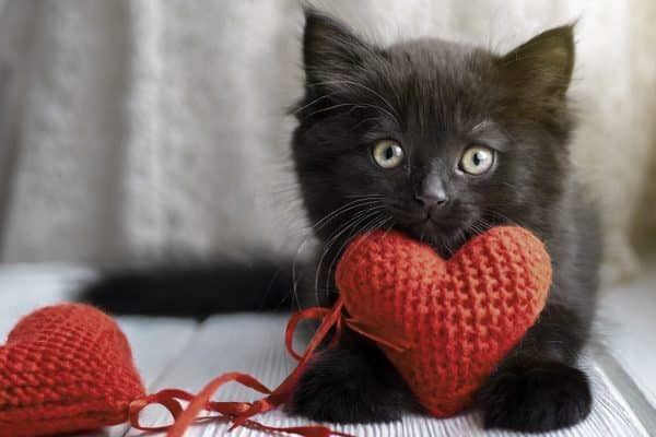 razze gatti affettuosi