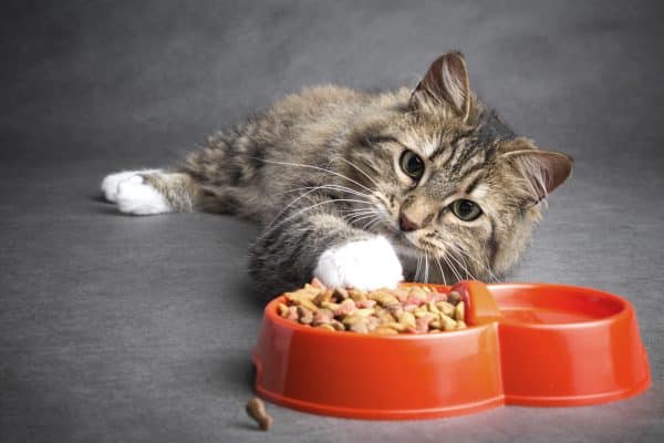 malassorbimento gatto