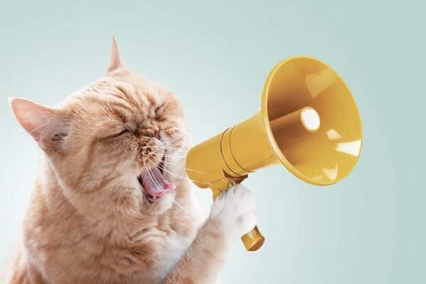 gatto miagola troppo