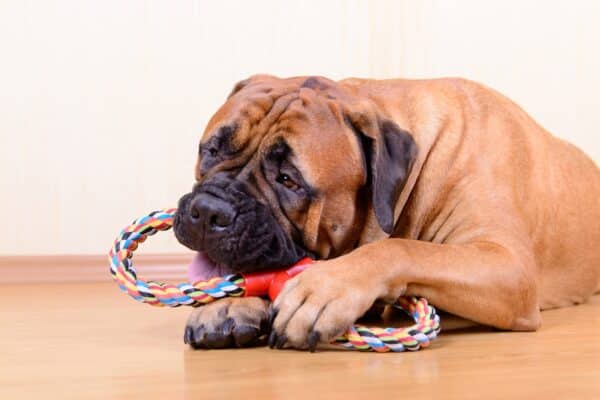 cane gioca in casa con corda