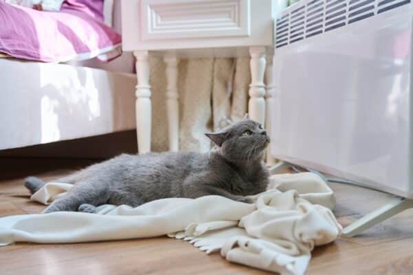 gatto termosifone