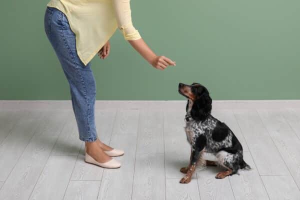 donna insegna il comando seduto al cane