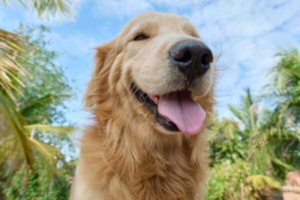 cane all'aperto
