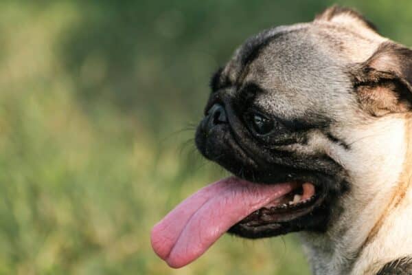 cane a bocca aperta che ansima