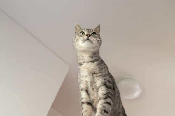 quale lettiera scegliere per gatto