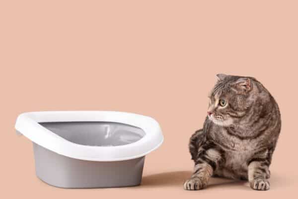 Il gatto non usa più la lettiera: cause mediche e comportamentali