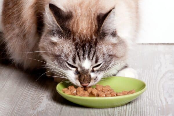 gatto inappetente