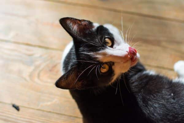 cosa significa se il gatto porta regali al proprietario