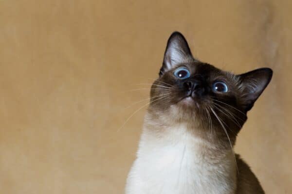 gatto risponde quando lo chiami?